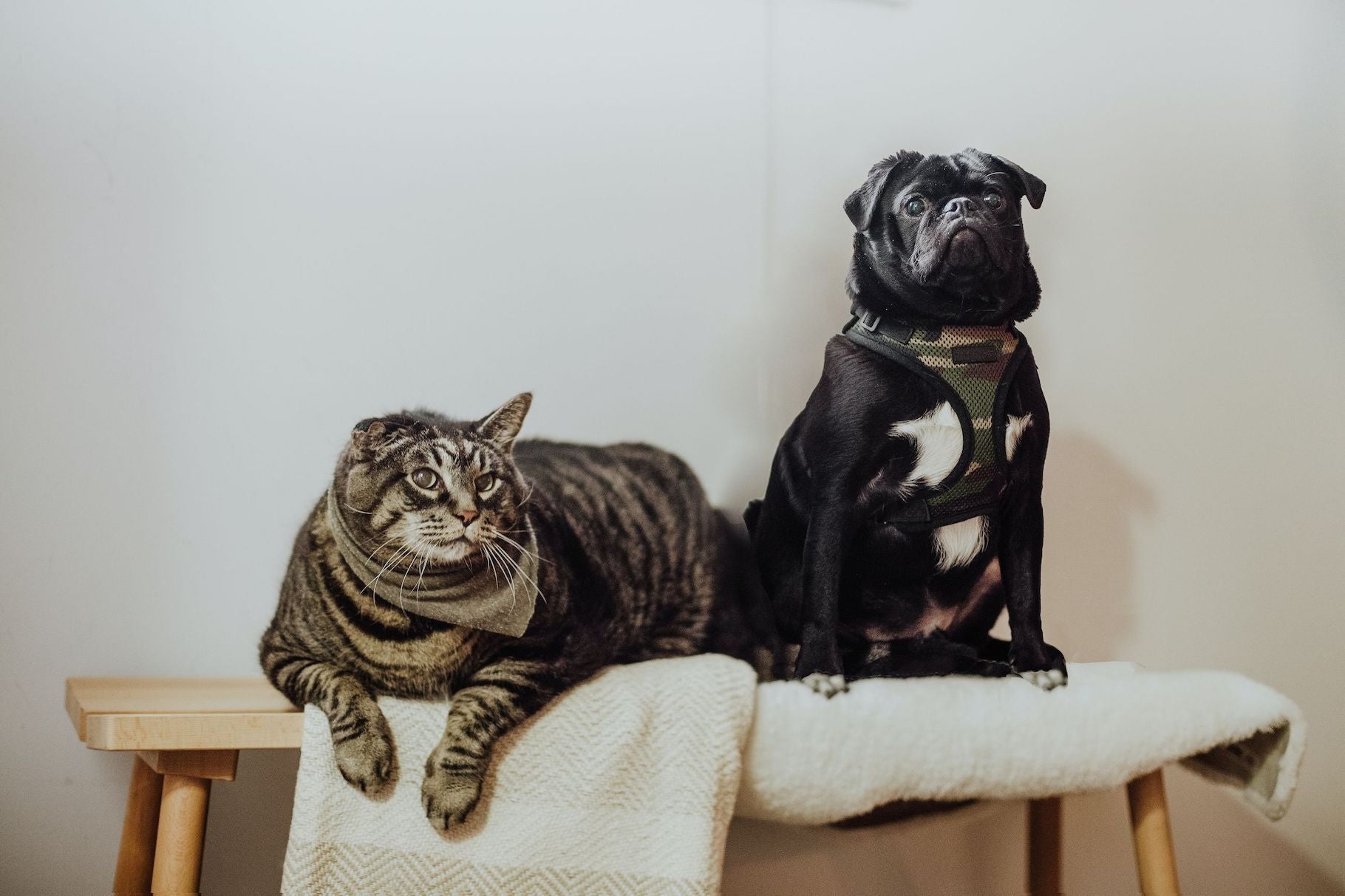 Übergewicht bei Hunden und Katzen