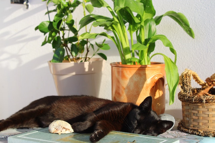 7 haustierfreundliche Pflanzen für Hunde und Katzen