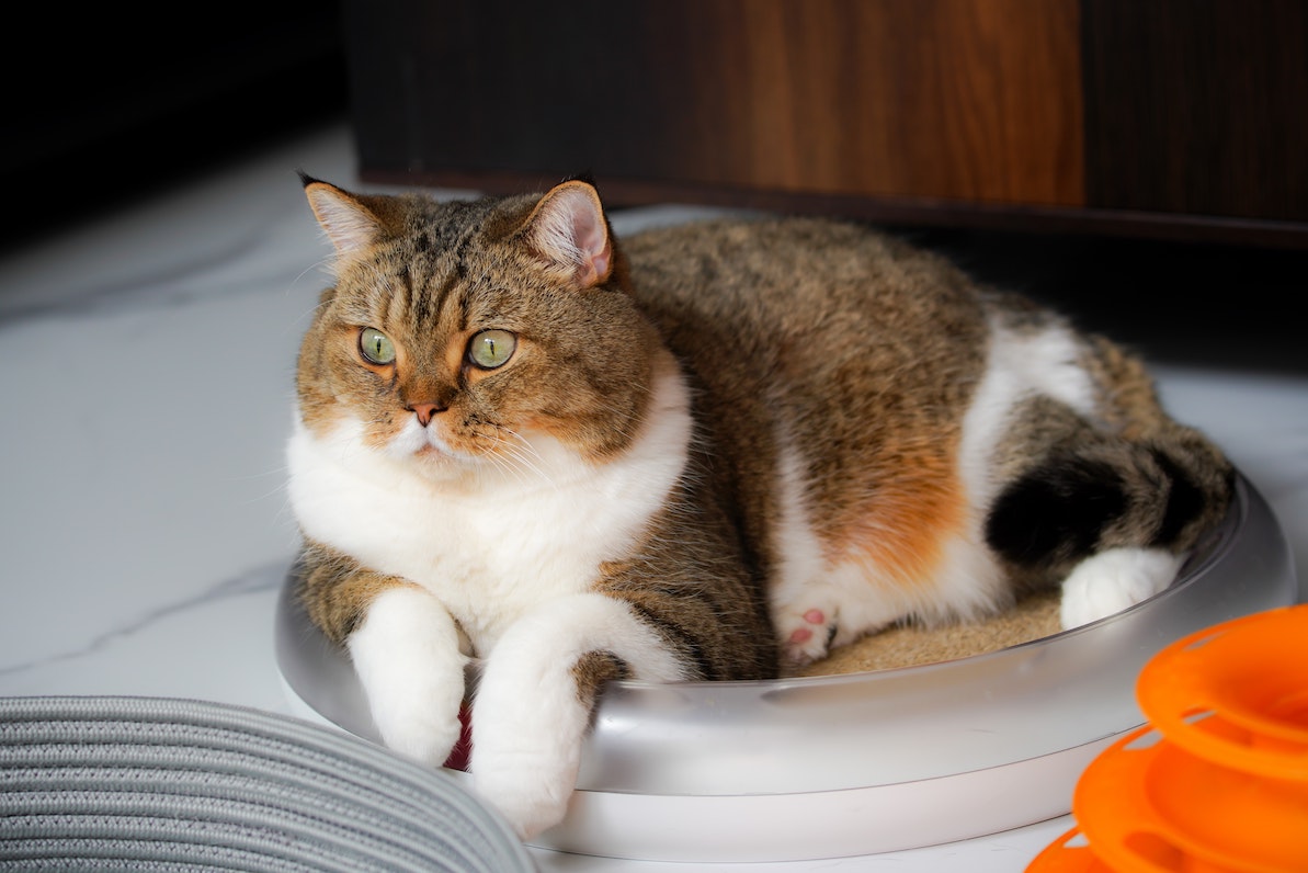 Worauf du bei qualitativ hochwertigem Katzenfutter achten solltest