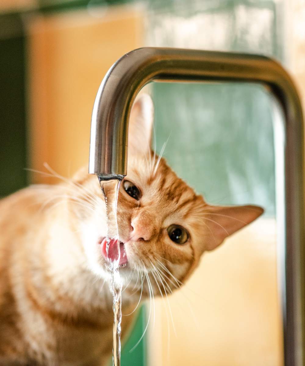 Katze trinkt Wasser