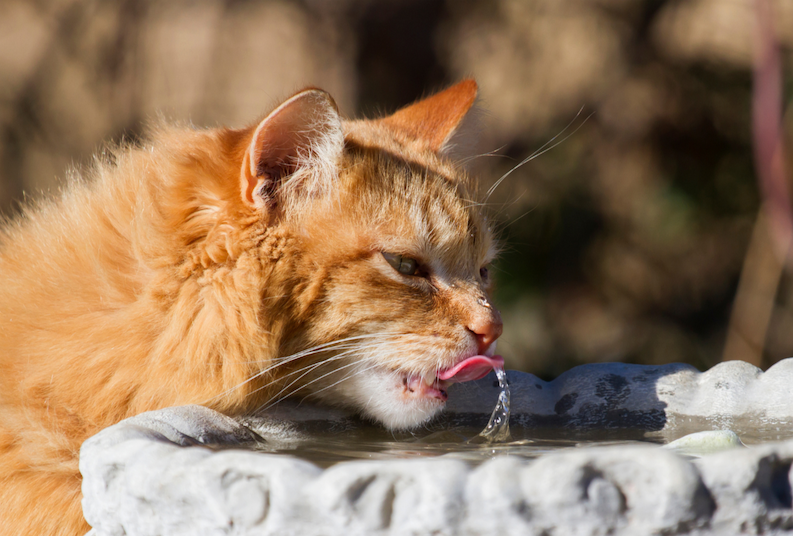 Hitzetage überstehen: Top-Tipps für glückliche Katzen im Sommer