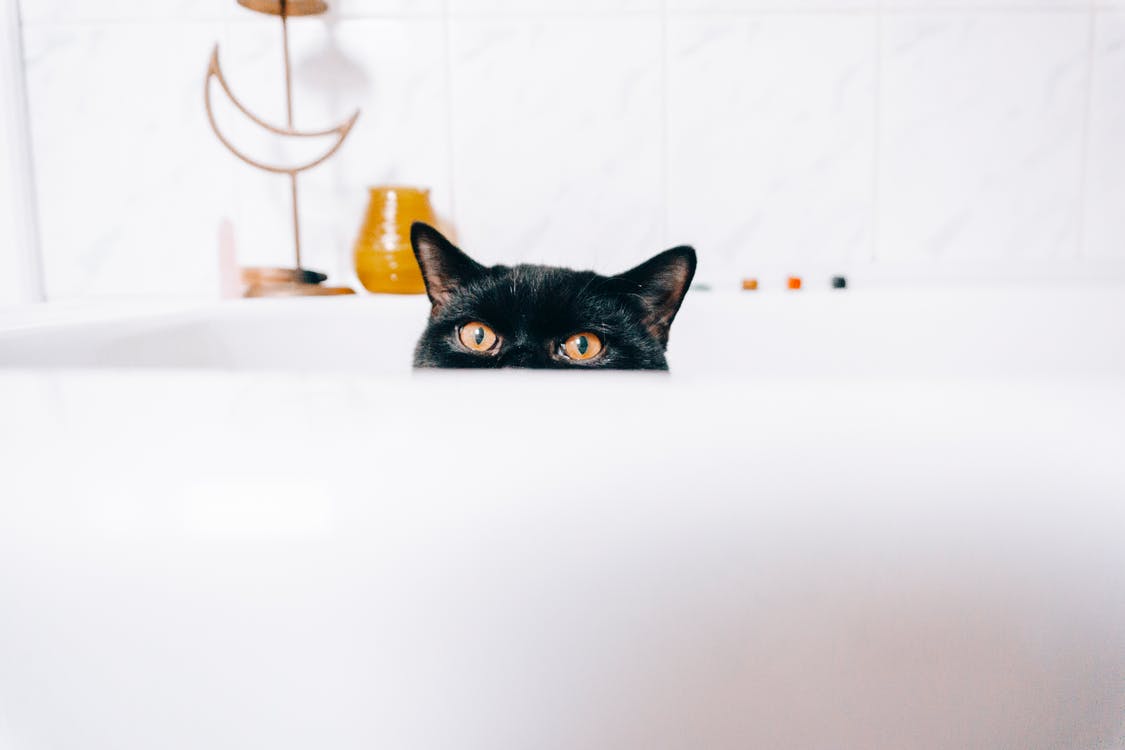 5 Tipps um deine Katze zu baden
