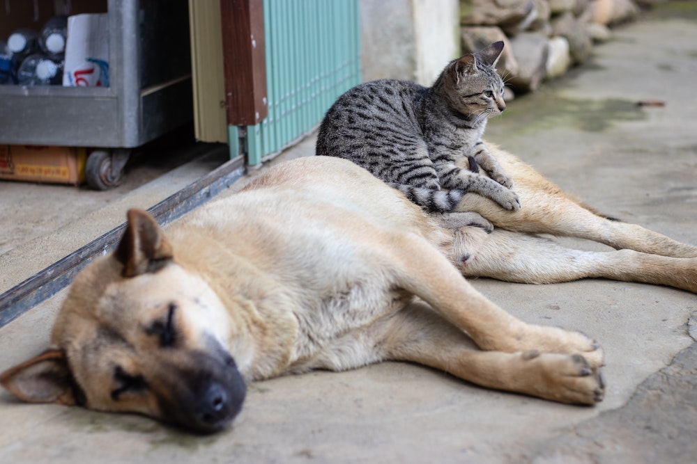Das solltest du über die Adoption eines Haustieres aus dem EU-Ausland wissen
