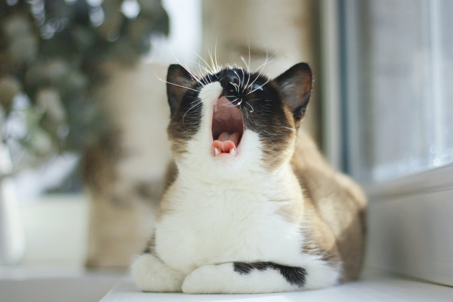 Zahnwechsel bei Kitten und Welpen