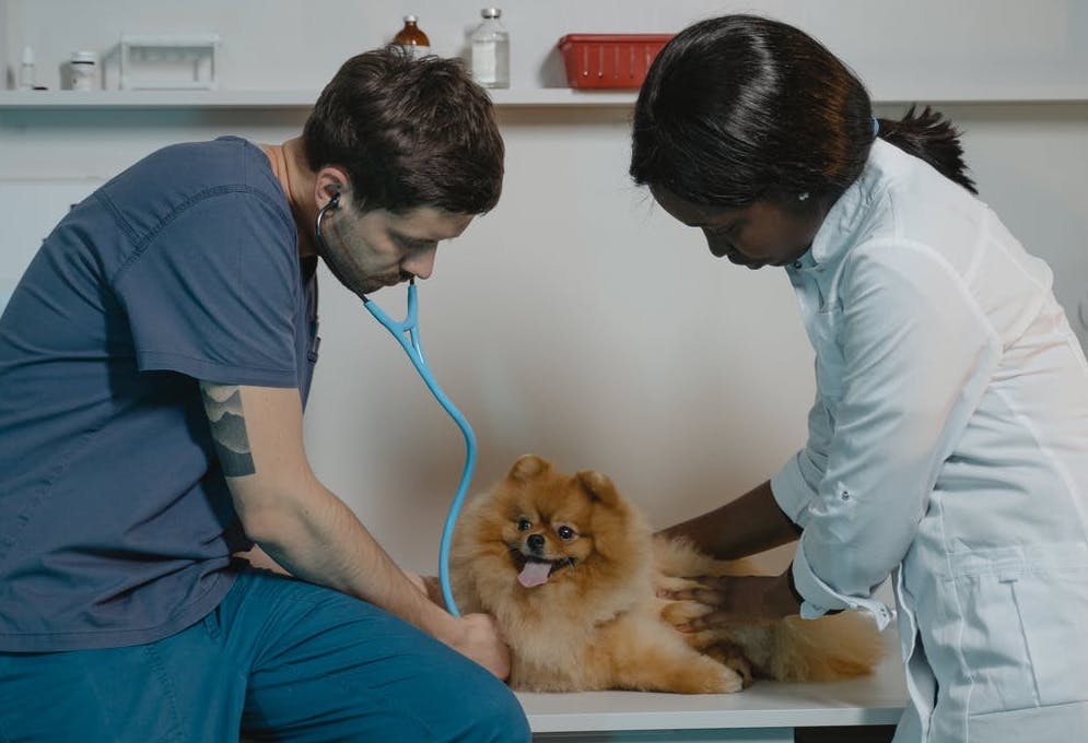 Wie man einen guten Tierarzt findet