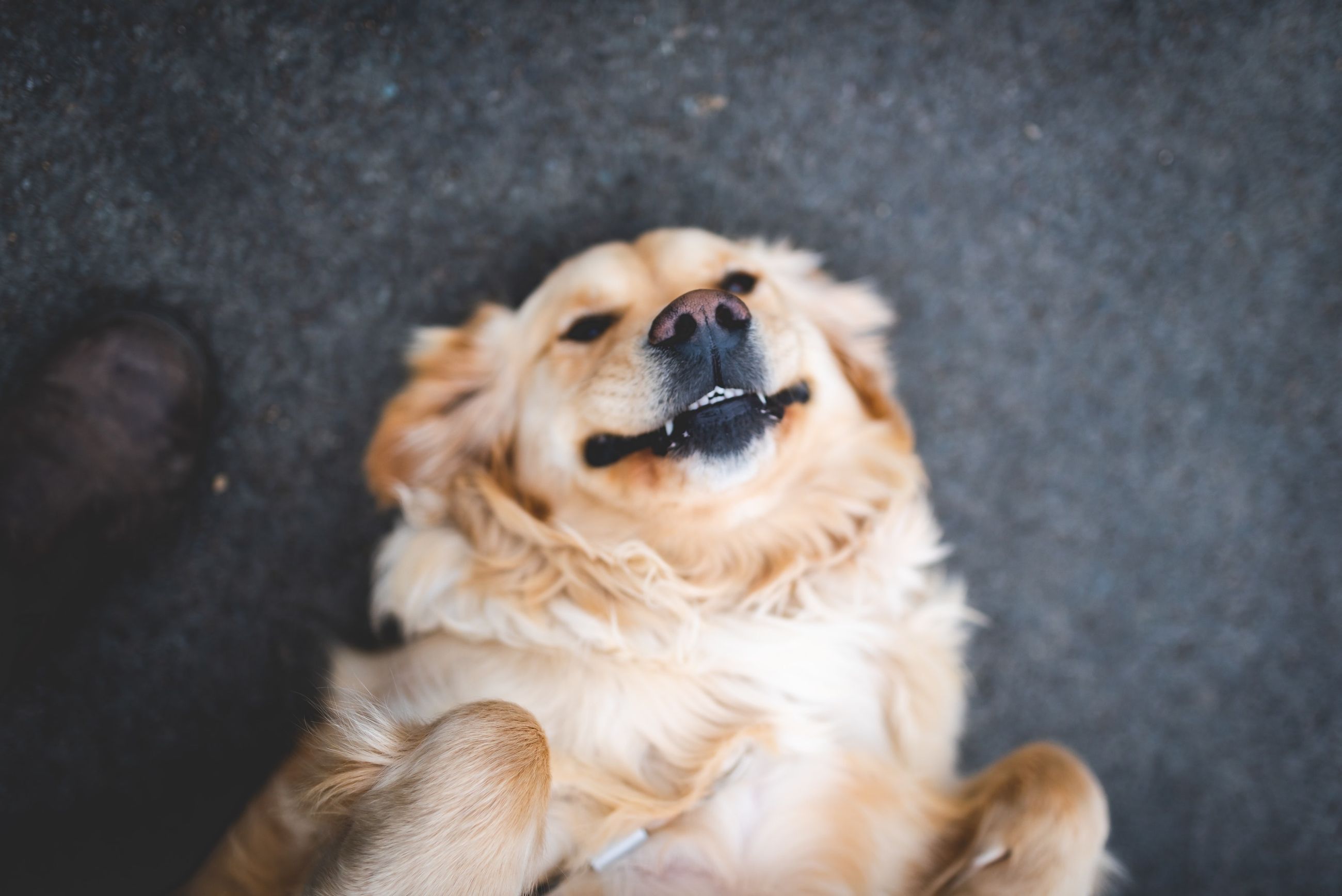 Die 7-Tage-Zahnputz-Challenge für Hunde und Katzen