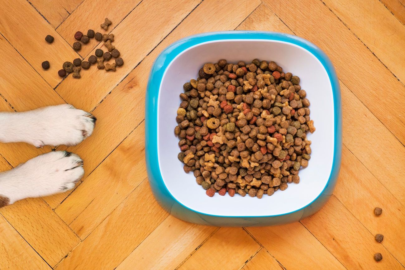 Warum Food-Tracking bei deinem Haustier wichtig ist