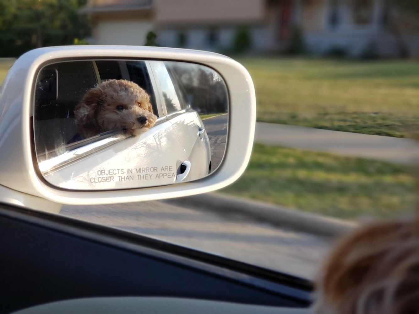 Tipps für entspanntere Autofahrten mit deinem Haustier