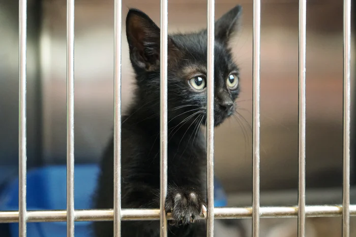 Warum du dein nächstes Haustier aus dem Tierheim adoptieren solltest