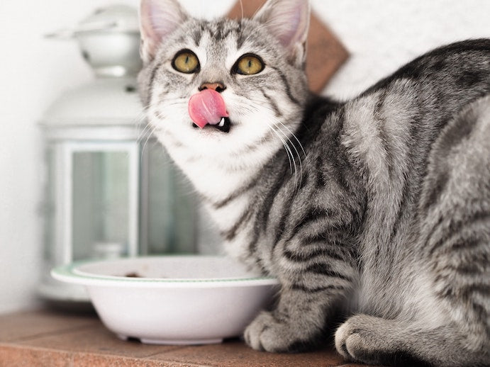 Welche Nährstoffe sind in Katzenfutter enthalten - ein Überblick