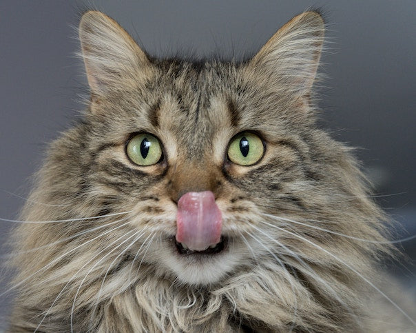 8 Lebensmittel, die auch deiner Katzen schmecken könnten (aber nur in geringen Mengen)