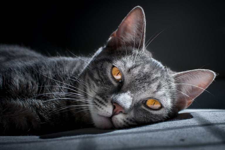 Blasensteine bei Katzen: Was Du wissen solltest, um Deiner Katze zu helfen
