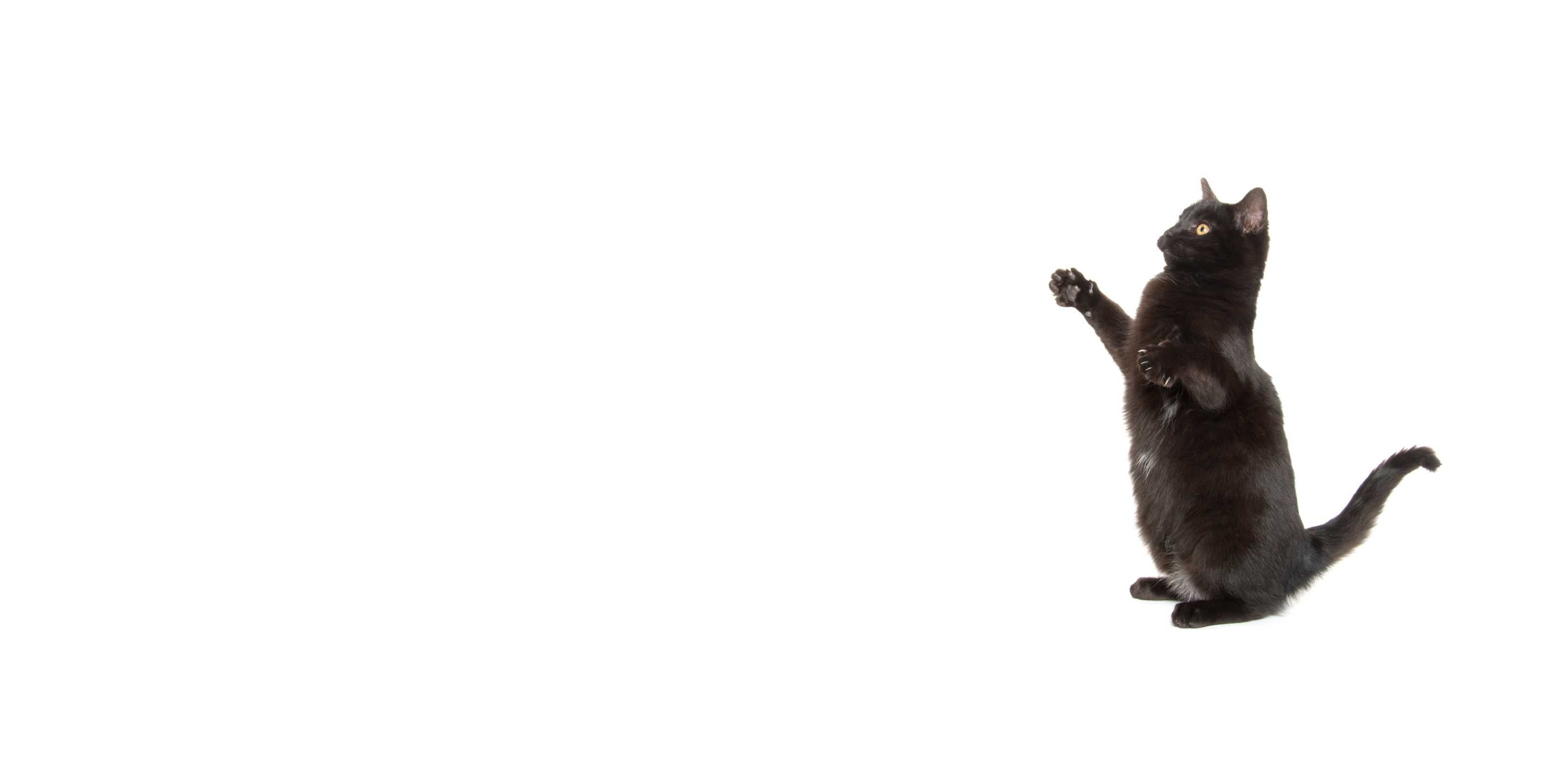 Hüpfende schwarze Katze