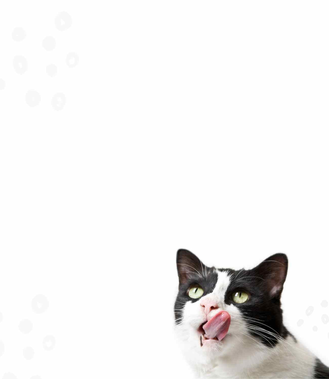 Katze mit herausgestreckter Zunge